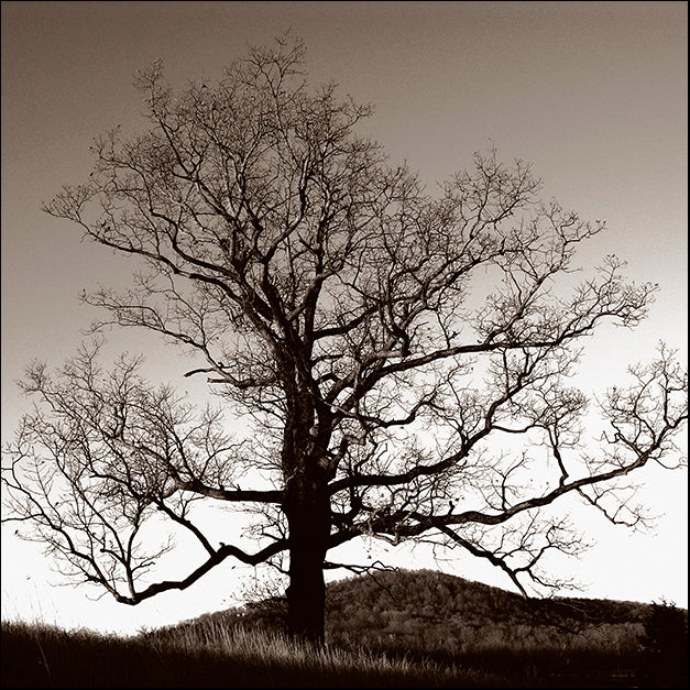 ERICLA91906 Oak Hillside, by Erin Clark, available in multiple sizes