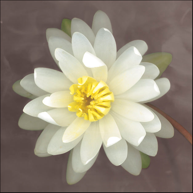 ERICLA91909 Water Lily, by Erin Clark, available in multiple sizes