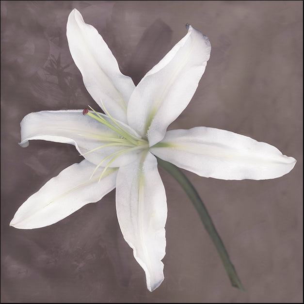 ERICLA91910 White Lily, by Erin Clark, available in multiple sizes