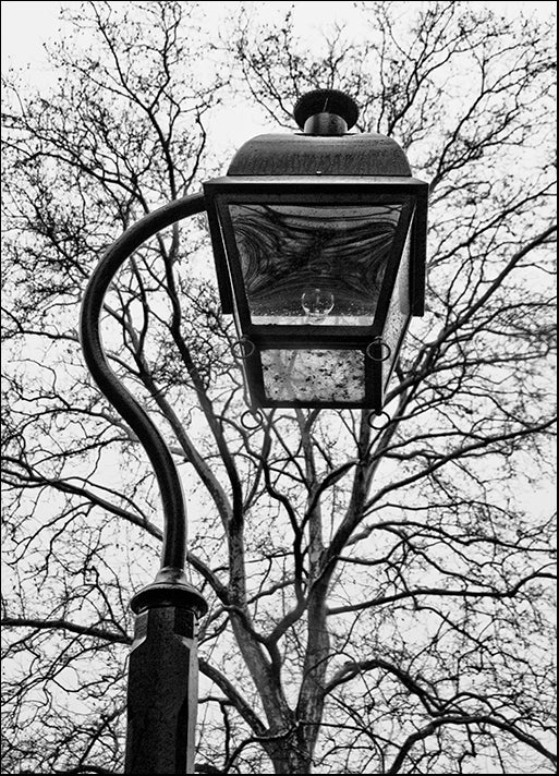 ERICLA91958 Lamp and branches, by Erin Clark, available in multiple sizes