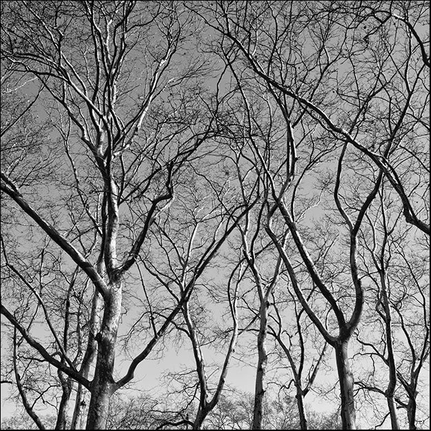 ERICLA91974 January Branches I, by Erin Clark, available in multiple sizes