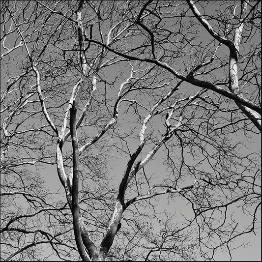 ERICLA91975 January Branches II, by Erin Clark, available in multiple sizes