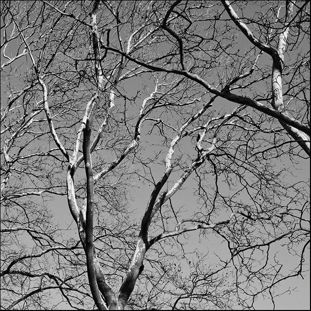ERICLA91975 January Branches II, by Erin Clark, available in multiple sizes