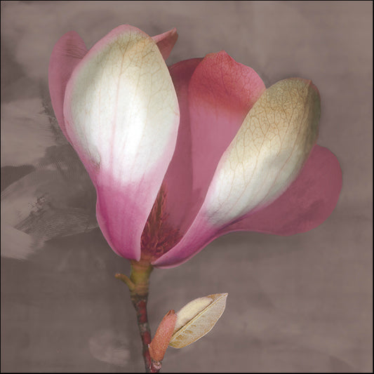 ERICLA92053 Magnolia, by Erin Clark, available in multiple sizes