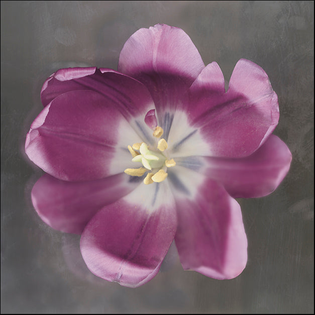 ERICLA92054 Purple Tulip, by Erin Clark, available in multiple sizes