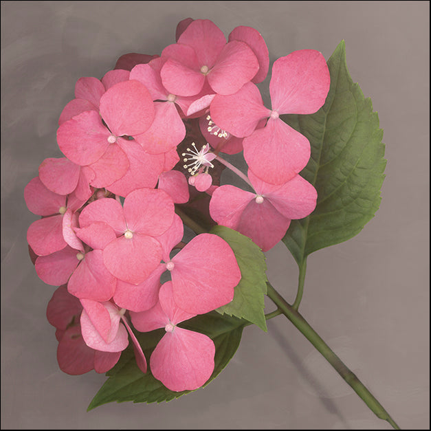 ERICLA92056 Pink Hydrangea, by Erin Clark, available in multiple sizes