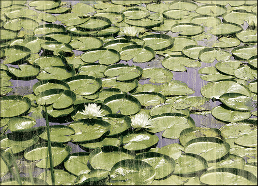 ERICLA92365 Les Nympeas, by Erin Clark, available in multiple sizes