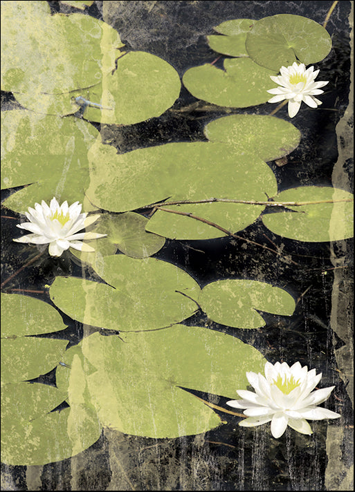 ERICLA92366 Pond Blossoms, by Erin Clark, available in multiple sizes