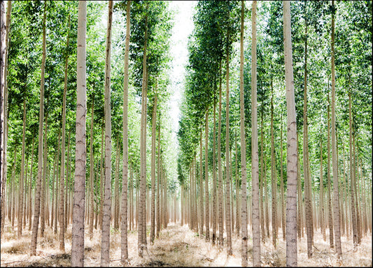 83547 Poplars 2, by Edmondson, available in multiple sizes