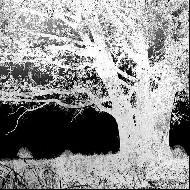 89039 Screened Tree A, by GI artlab, available in multiple sizes