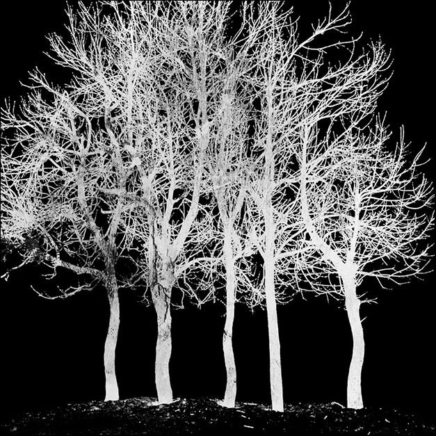 89042 Screened Tree D, by GI artlab, available in multiple sizes