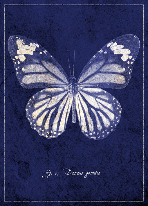 89434 Butterfly A, by GI artlab, available in multiple sizes