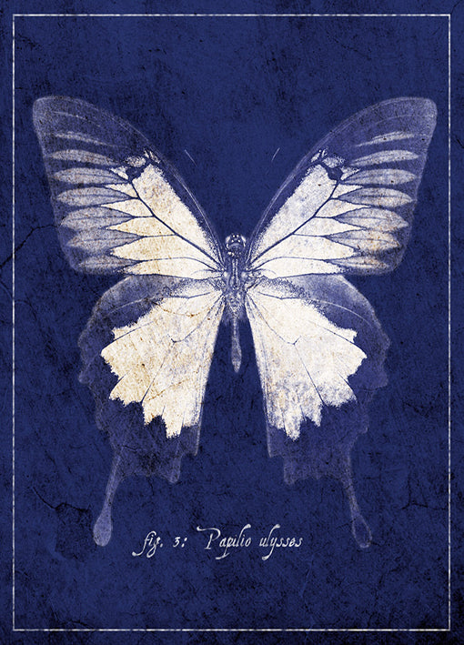 89435 Butterfly B, by GI artlab, available in multiple sizes - Chamton