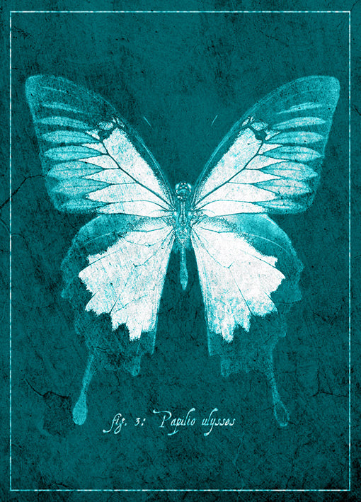 89438 Butterfly E, by GI artlab, available in multiple sizes