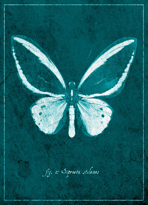 89439 Butterfly F, by GI artlab, available in multiple sizes