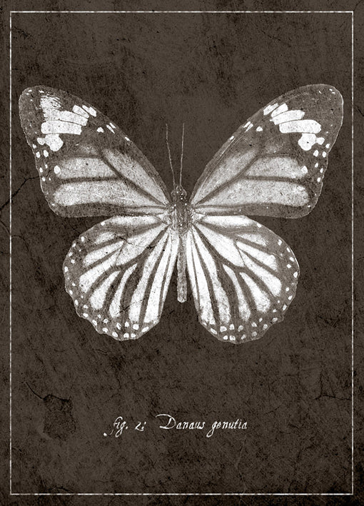 89440 Butterfly G, by GI artlab, available in multiple sizes