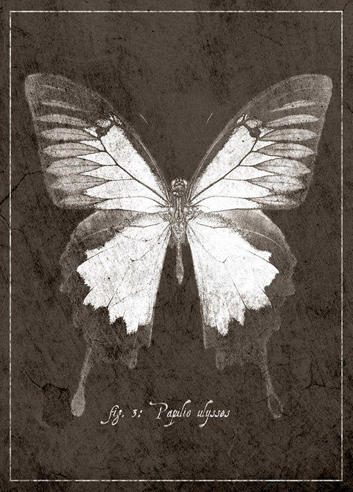 89441 Butterfly H, by GI artlab, available in multiple sizes - Chamton