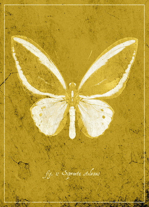 89444 Butterfly K, by GI artlab, available in multiple sizes