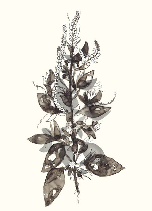 98975 Transparent Floral 4, by Goderwis, available in multiple sizes - Chamton