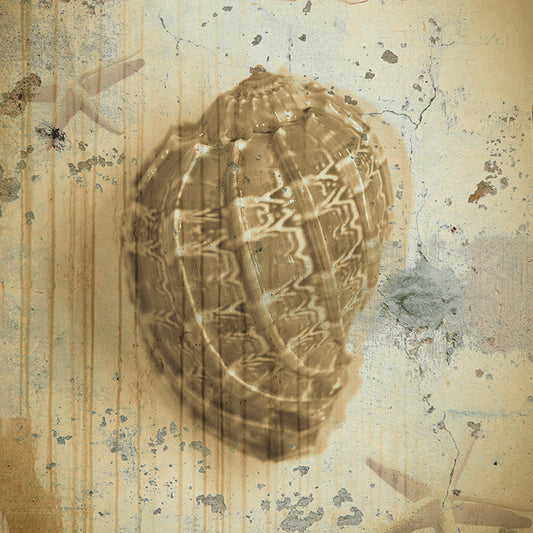 HW023-A Shabby Shells II,  available in multiple sizes