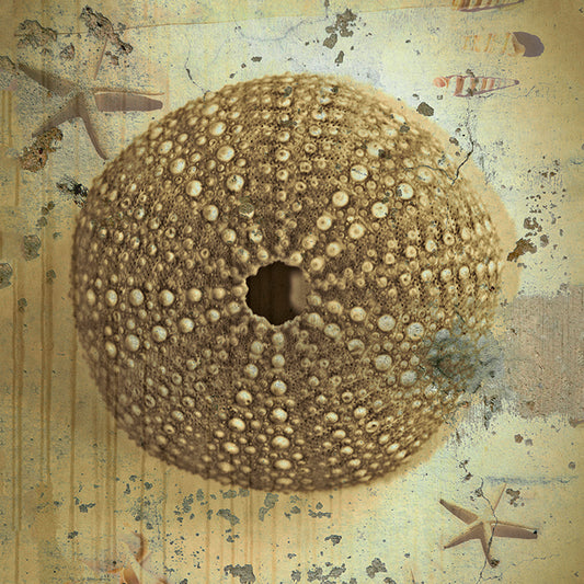 HW025-A Shabby Shells IV,  available in multiple sizes - Chamton