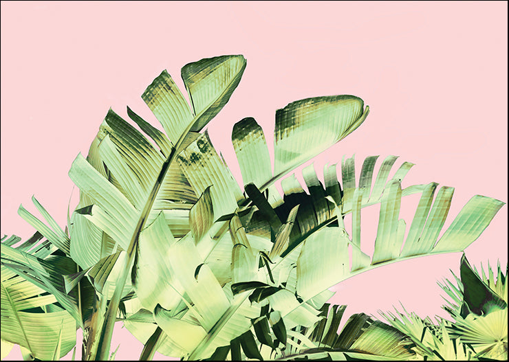 HW084-A Tropical Velvet III, available in multiple sizes
