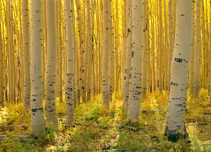 91585 Birch at Sunrise, by Hansen, available in multiple sizes