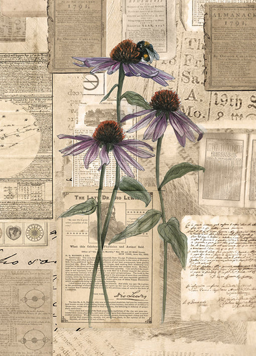 102417 Echinacea, by Harvey B, available in multiple sizes - Chamton