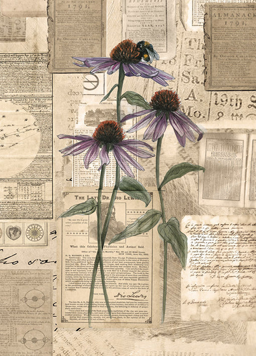 102417 Echinacea, by Harvey B, available in multiple sizes