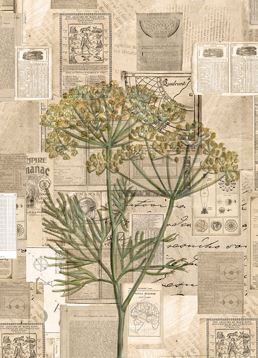102420 Fennel, by Harvey B, available in multiple sizes - Chamton