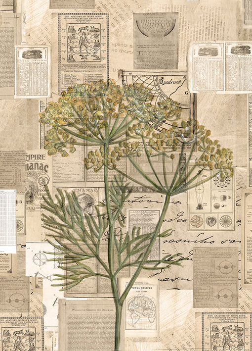 102420 Fennel, by Harvey B, available in multiple sizes