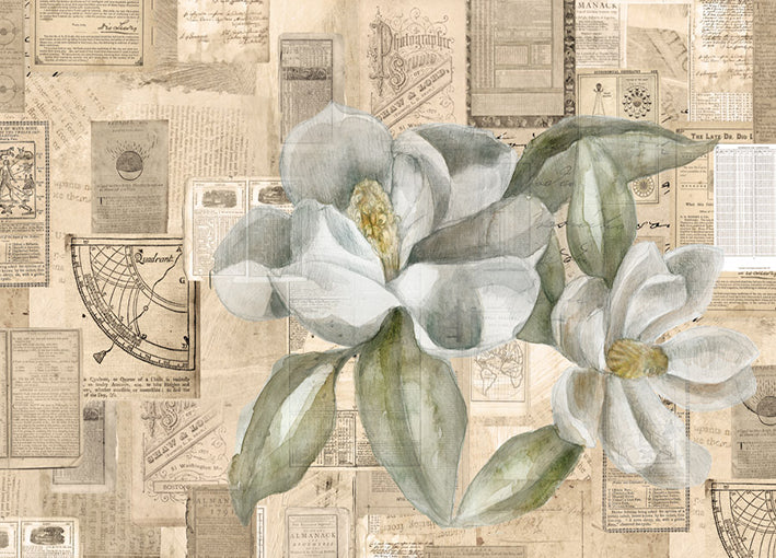 102424 Magnolias, by Harvey B, available in multiple sizes
