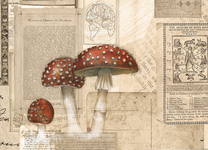 102426 Fly Agaric Mushrooms, by Harvey B, available in multiple sizes