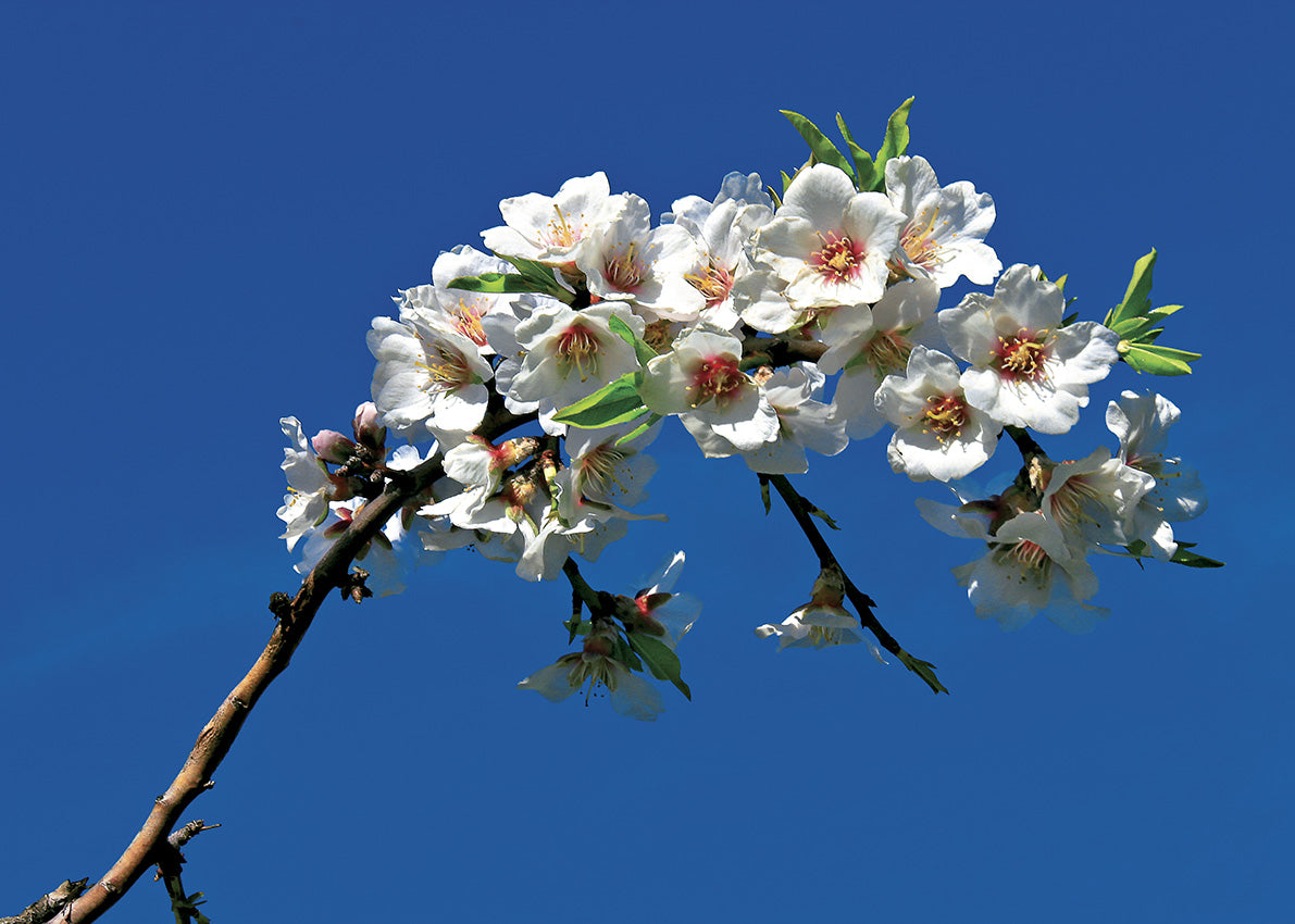 I0007 Apple Blossom, available in multiple sizes