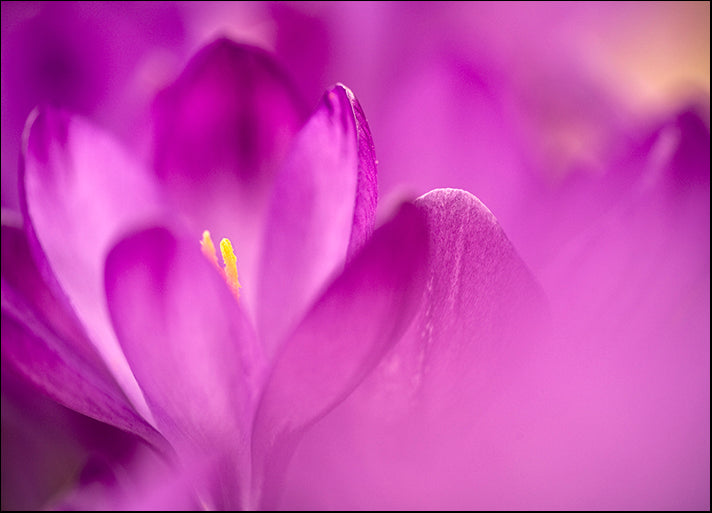 ISTNAG128820 Purple Flower Study, by István Nagy, available in multiple sizes