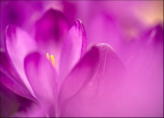 ISTNAG128820 Purple Flower Study, by István Nagy, available in multiple sizes
