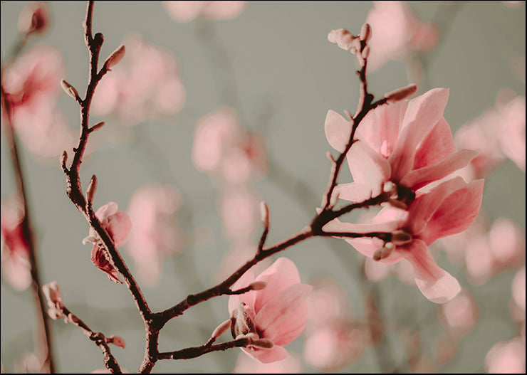 IZ104-A  Dogwood Blooming, available in multiple sizes - Chamton