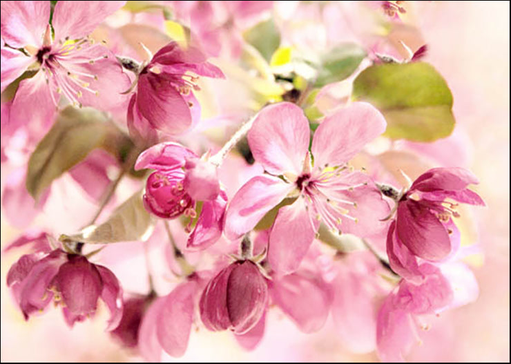 JJ113-A Blossom Beauty, available in multiple sizes - Chamton