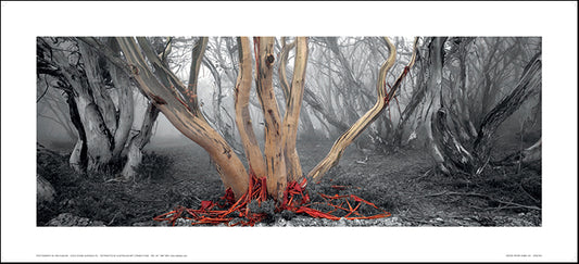 Ken Duncan KDNC001 Snowy River Gums 91x41cm paper - Chamton