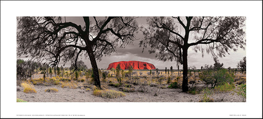 Ken Duncan KDNC002 Desert Oaks Uluru 91x41cm paper - Chamton