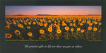 Ken Duncan KDI303 Sunflowers Sunset Gunnedah NSW 60x30cm paper - Chamton
