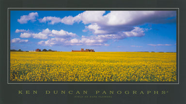 Ken Duncan KDC135 Field of Rape flowers 90x50cm paper - Chamton