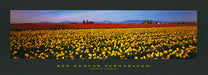 Ken Duncan KDP513 Fields of Sunshine 122x45cm paper - Chamton