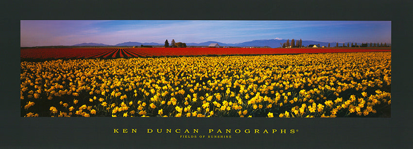 Ken Duncan KDP513 Fields of Sunshine 122x45cm paper - Chamton