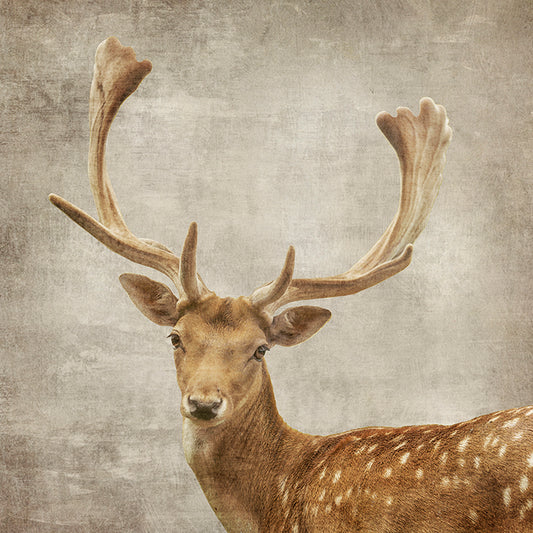 LV053-AF, Reindeer , available in multiple sizes