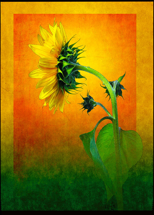 Landreth,72852 Sunflower, by Doug Landreth, available in multiple sizes