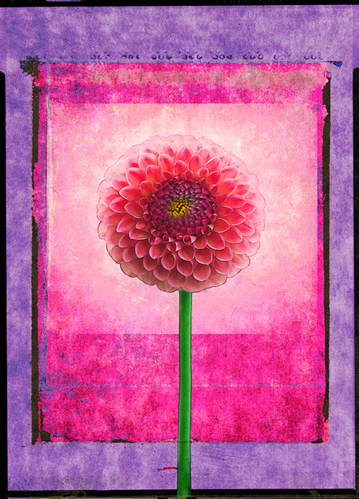 72866 Dahlia #3, by Landreth, available in multiple sizes