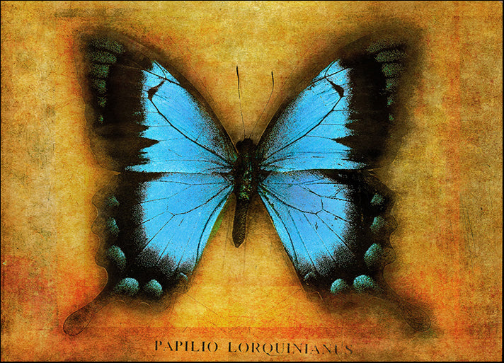 72885 Papilio, by Landreth, available in multiple sizes