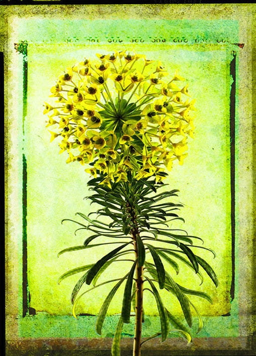Landreth,72933 Spurge, by Doug Landreth, available in multiple sizes