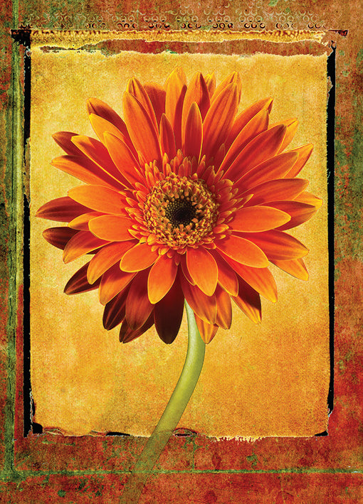 72936 Gerber Daisy, by Landreth, available in multiple sizes